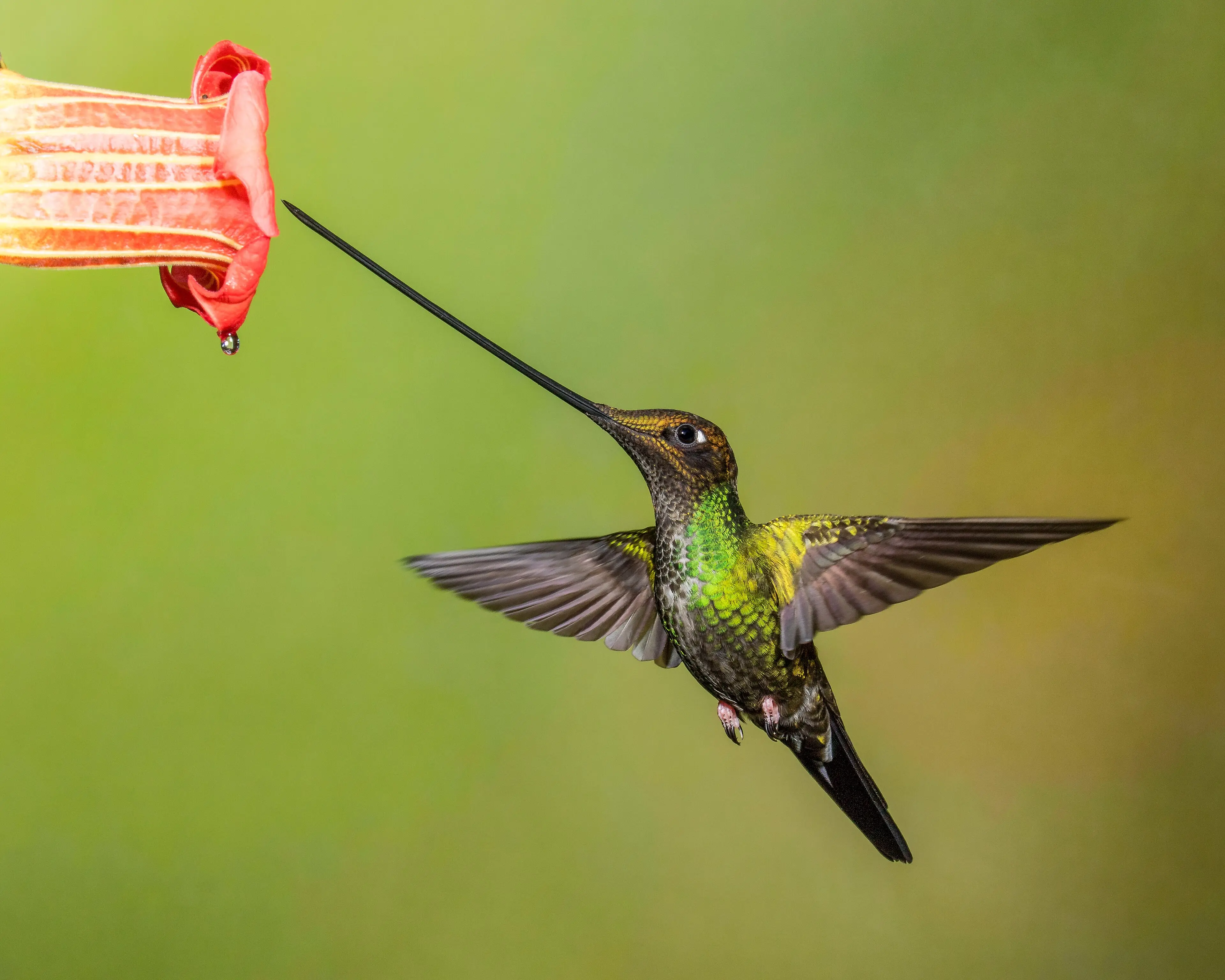 Male sword-billed hummingbird hovering beside a red angel's trumpet at Guango, Ecuador